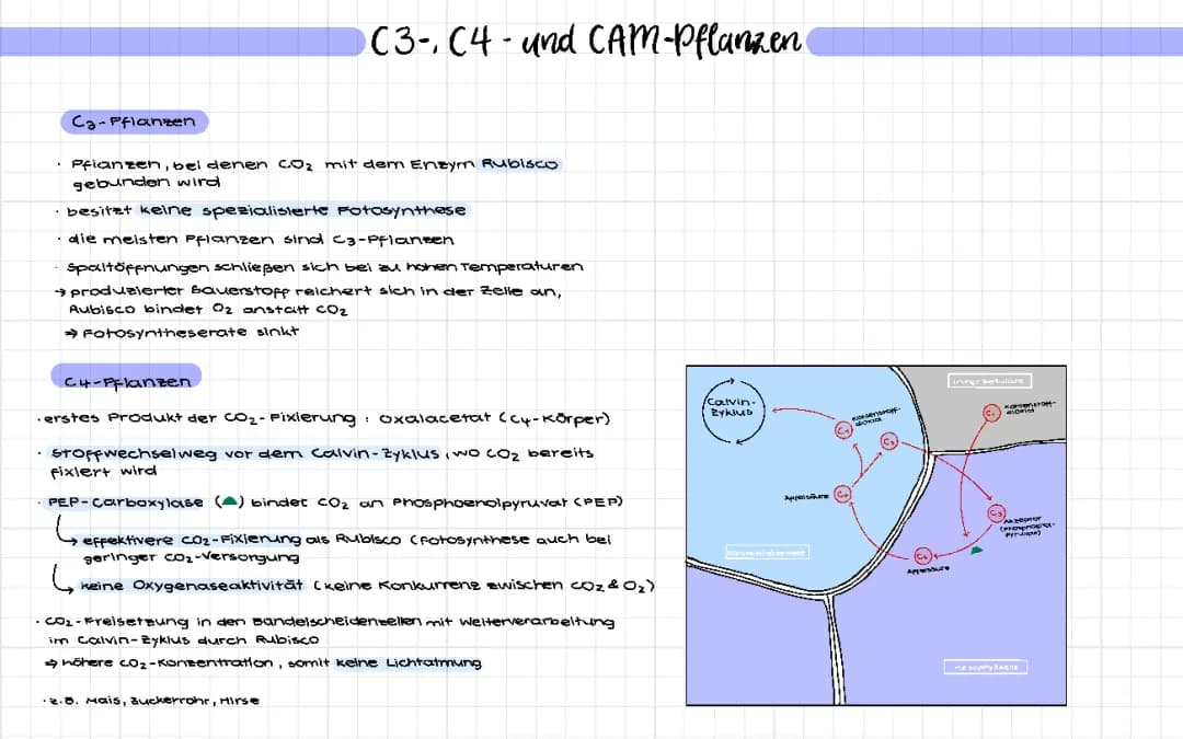 C3-, C4- und CAM-Pflanzen