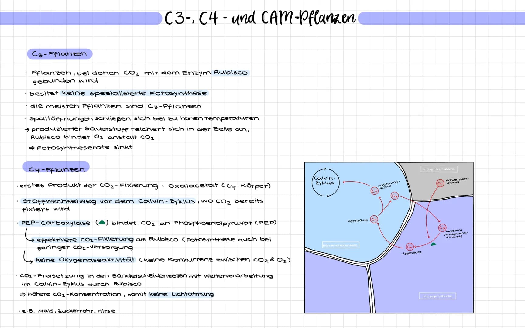 C3-Pflanzen
C3-, C4- und CAM-Pflanzen
Pflanzen, bei denen CO₂ mit dem Enzym Rubisco
gebunden wird
· besitzt keine spezialisierte Fotosynthes