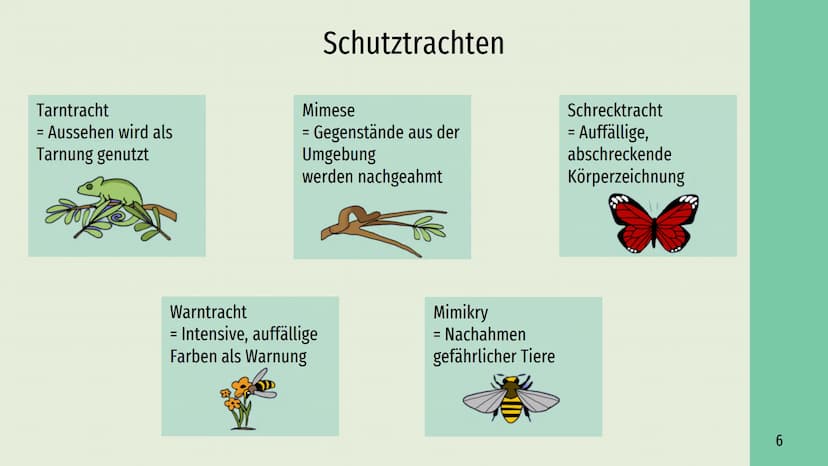 Räuber-Beute-Beziehung
Lotka-Volterra-Regeln Räuber - Beute - Beziehung
→
Definition
Räuber
Inhaltsverzeichnis
Beute
Populationsentwicklung
