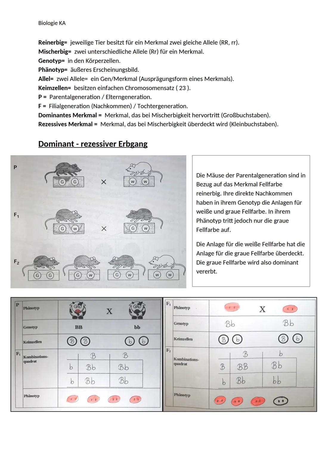 Biologie KA
Lexikon der Fachbegriffe der Genetik
Begriff
Chromatin
DNA
Gen
Genom
Chromosom
Chromatid
Centromer
Karyogramm
Diploider Chromoso