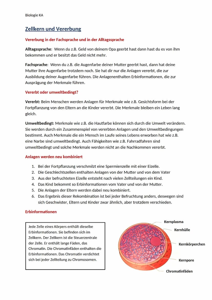 Biologie KA
Lexikon der Fachbegriffe der Genetik
Begriff
Chromatin
DNA
Gen
Genom
Chromosom
Chromatid
Centromer
Karyogramm
Diploider Chromoso