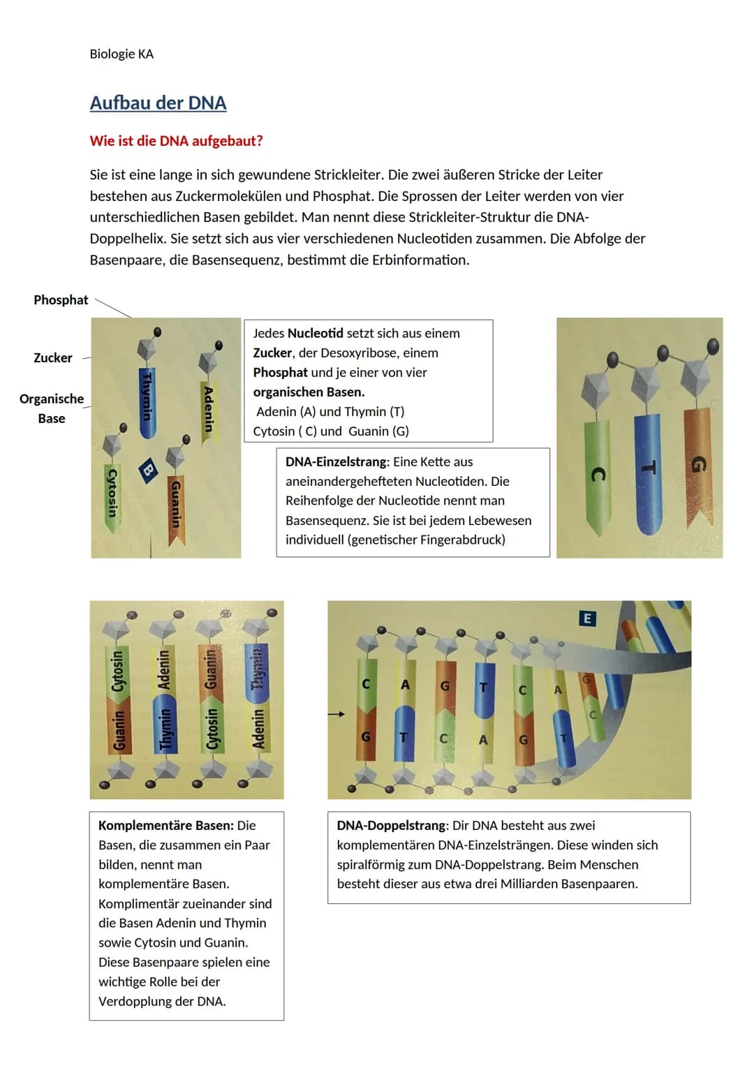 Biologie KA
Lexikon der Fachbegriffe der Genetik
Begriff
Chromatin
DNA
Gen
Genom
Chromosom
Chromatid
Centromer
Karyogramm
Diploider Chromoso