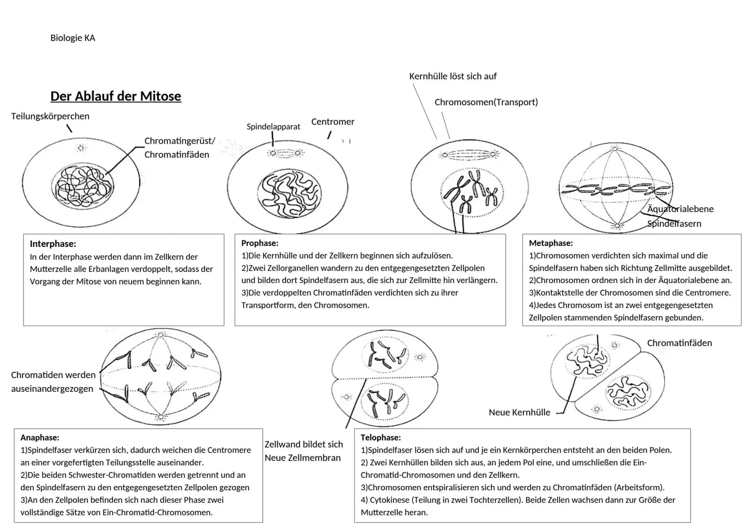 Biologie KA
Lexikon der Fachbegriffe der Genetik
Begriff
Chromatin
DNA
Gen
Genom
Chromosom
Chromatid
Centromer
Karyogramm
Diploider Chromoso