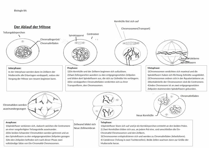 Biologie KA
Lexikon der Fachbegriffe der Genetik
Begriff
Chromatin
DNA
Gen
Genom
Chromosom
Chromatid
Centromer
Karyogramm
Diploider Chromoso