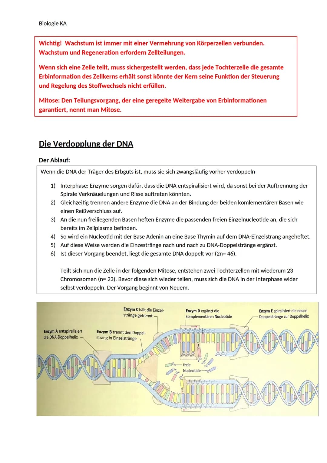 Biologie KA
Lexikon der Fachbegriffe der Genetik
Begriff
Chromatin
DNA
Gen
Genom
Chromosom
Chromatid
Centromer
Karyogramm
Diploider Chromoso