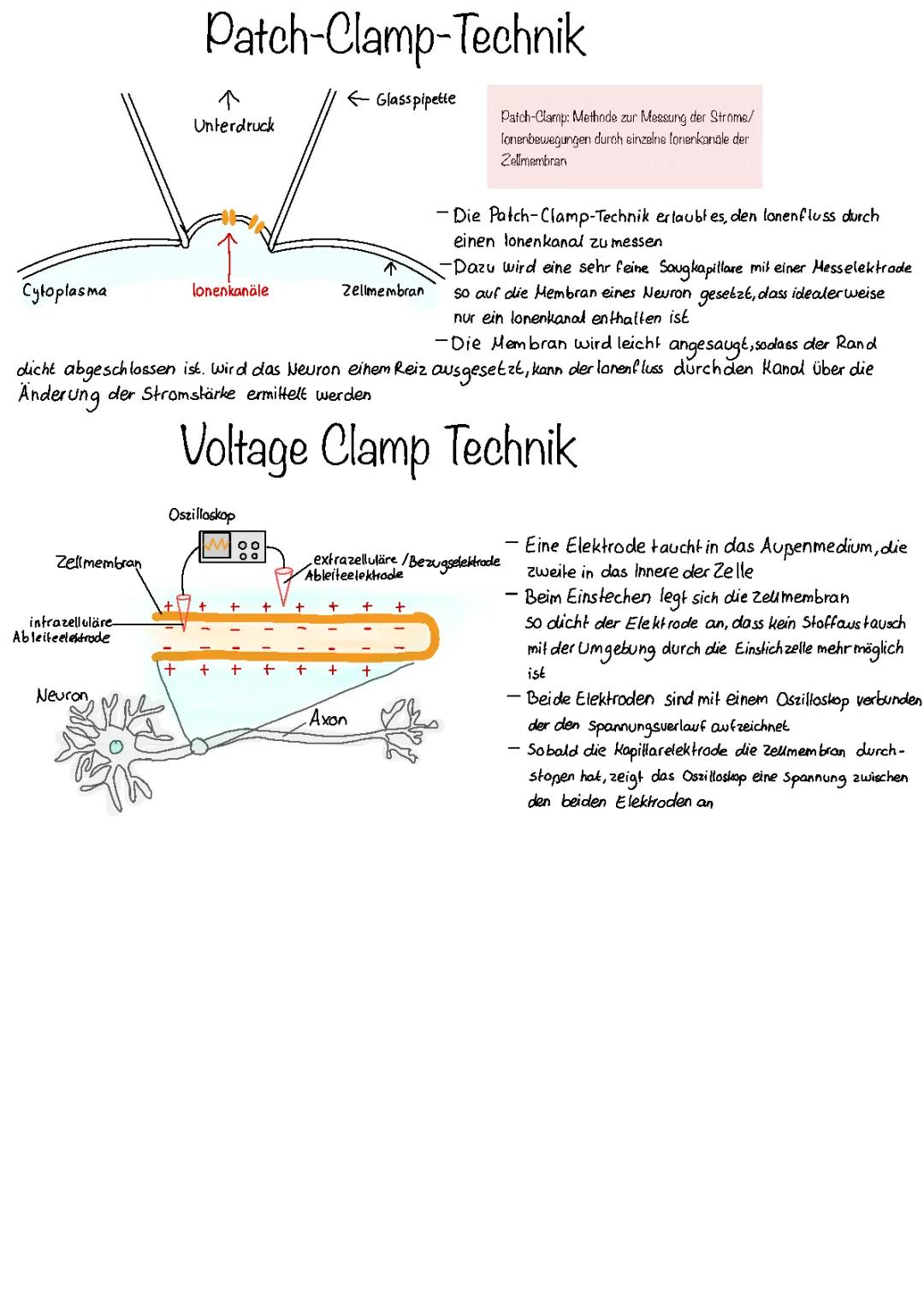 Patch-Clamp-Technik einfach erklärt: Dein Abenteuer mit der Neurobiologie!