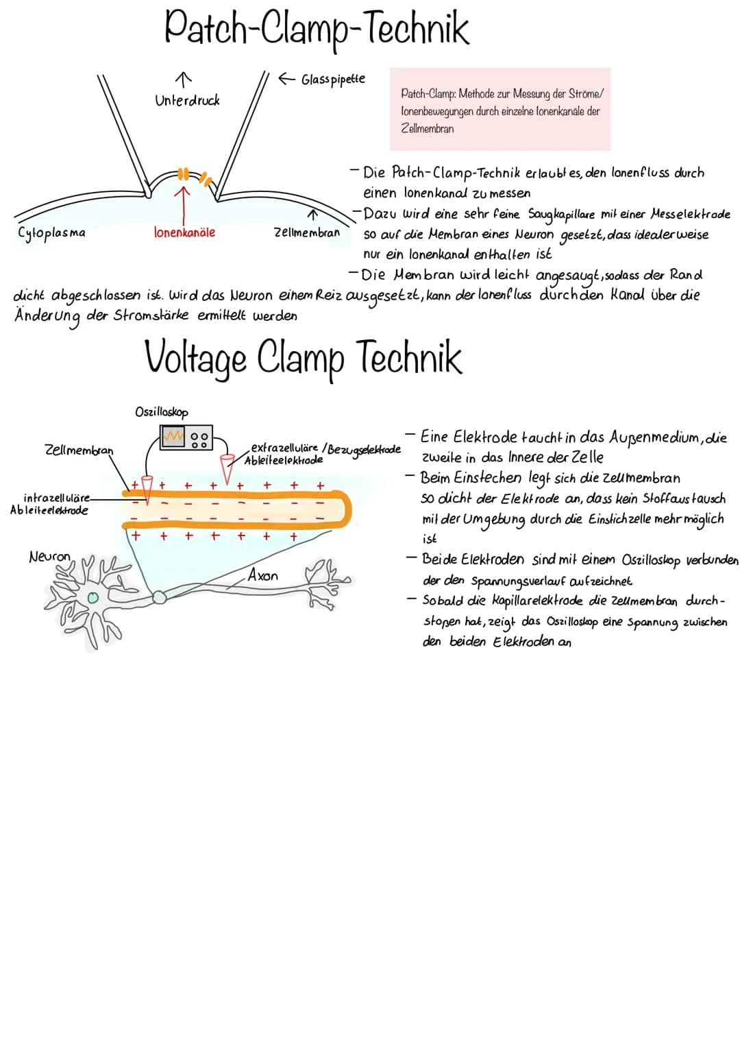 Cytoplasma
Zellmembran
intrazelluläre.
Ableite elektrode
Patch-Clamp-Technik
←Glasspipette
Neuron
↑
Unterdruck
lonenkanäle
-Die Membran wird