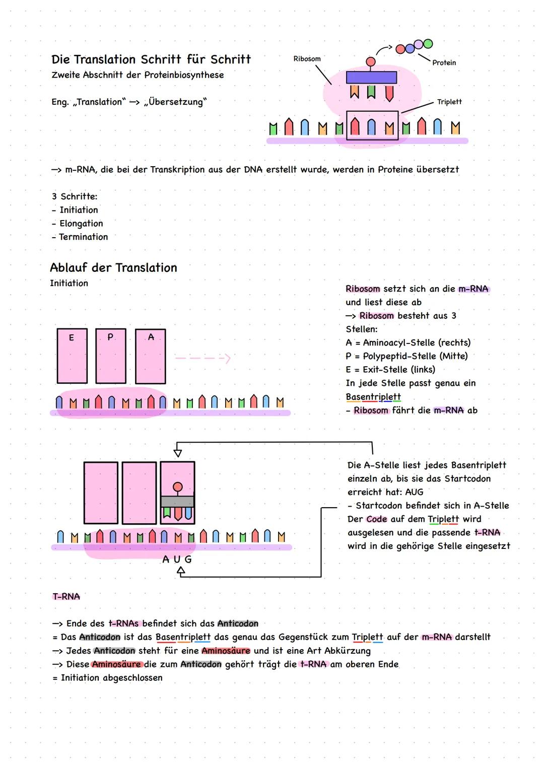 # Die Translation Schritt für Schritt
Zweite Abschnitt der Proteinbiosynthese

Eng. „Translation“ $\rightarrow$ „Übersetzung“

$\rightarrow$