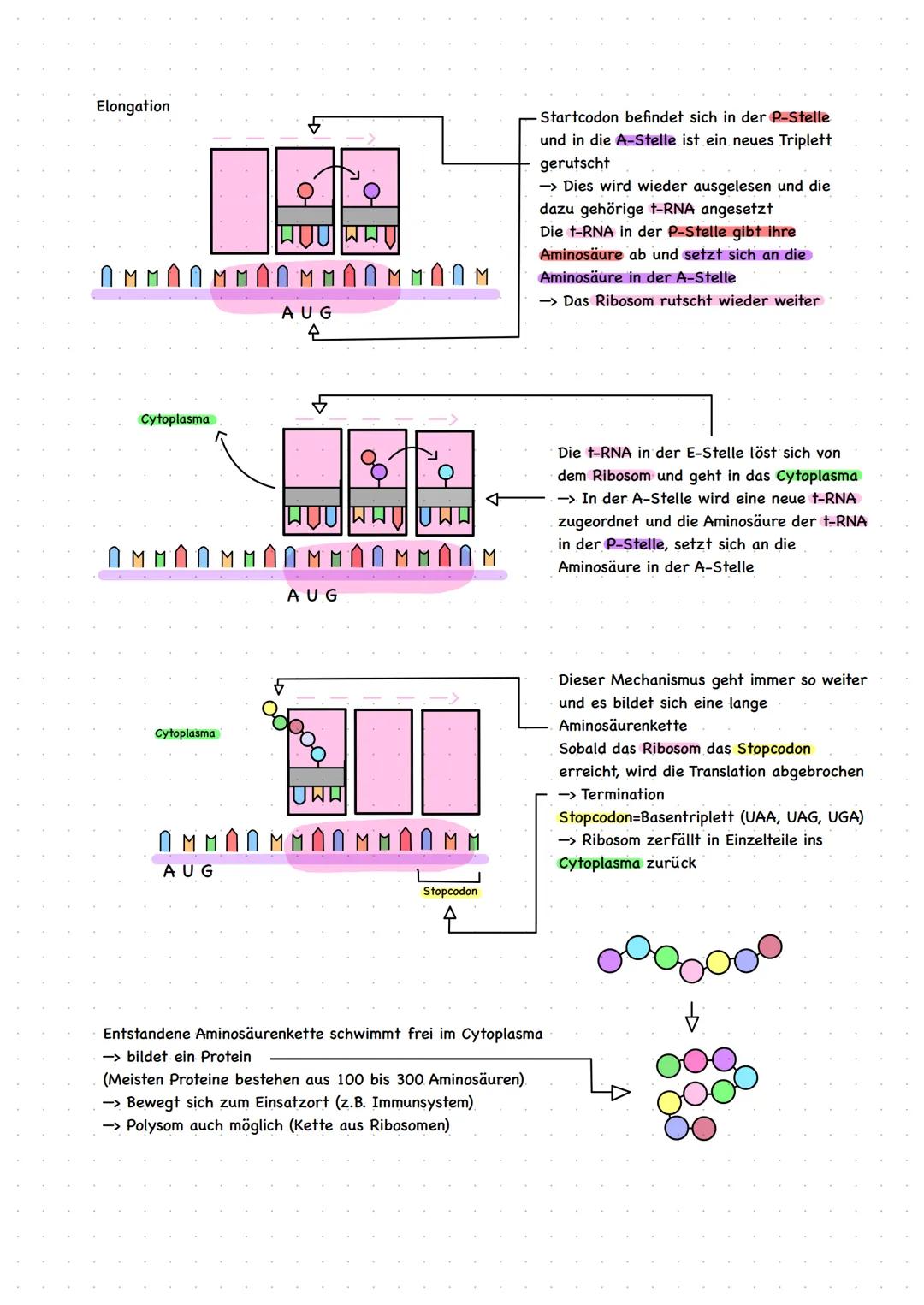 # Die Translation Schritt für Schritt
Zweite Abschnitt der Proteinbiosynthese

Eng. „Translation“ $\rightarrow$ „Übersetzung“

$\rightarrow$