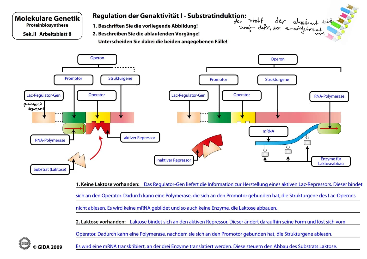 Molekulare Genetik
Proteinbiosynthese
Sek.II Arbeitsblatt 8
Lac-Regulator-Gen
produzies
Refresser
GIDA
Promotor
RNA-Polymerase
Substrat (Lak