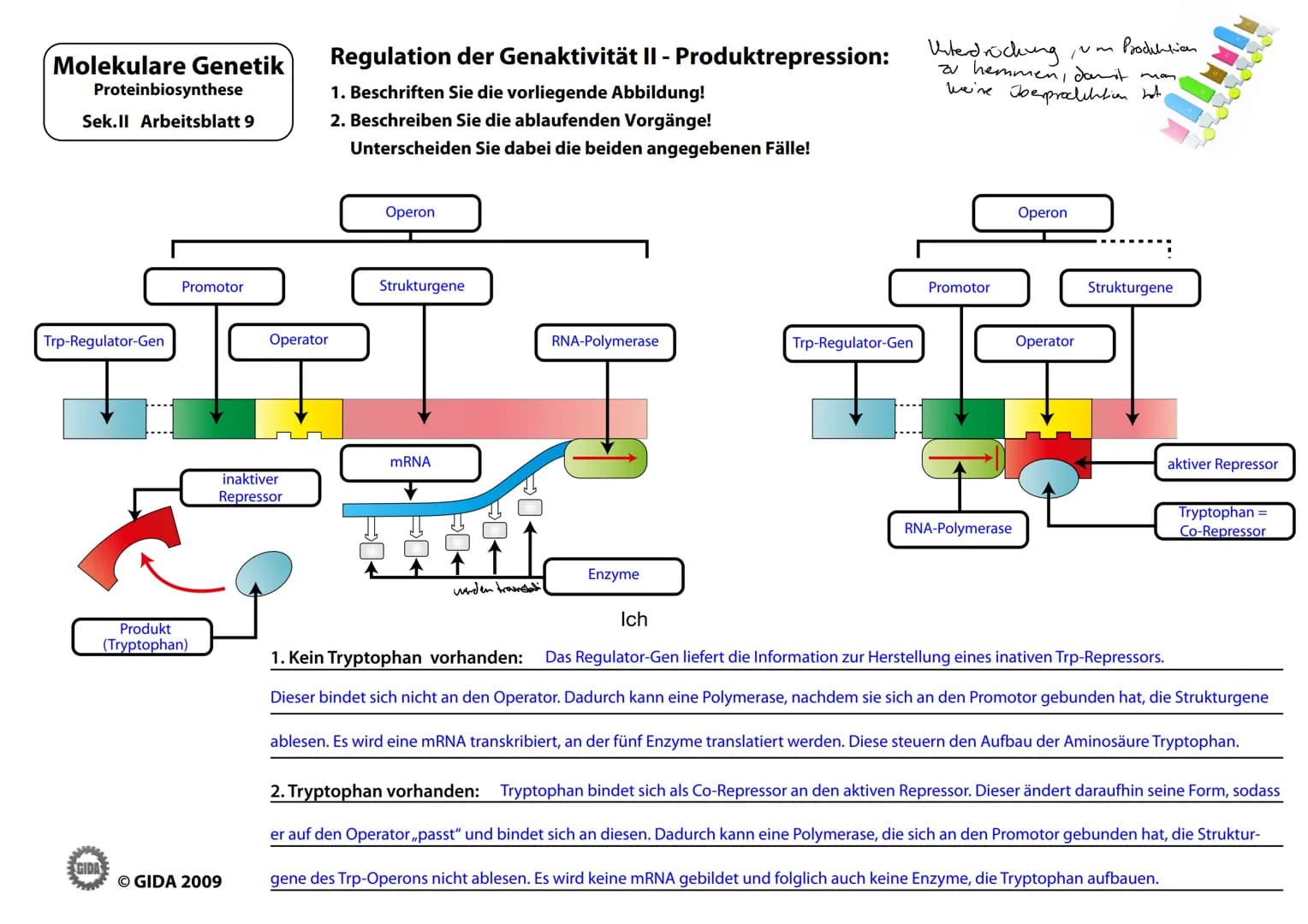 Molekulare Genetik
Proteinbiosynthese
Sek.II Arbeitsblatt 8
Lac-Regulator-Gen
produzies
Refresser
GIDA
Promotor
RNA-Polymerase
Substrat (Lak