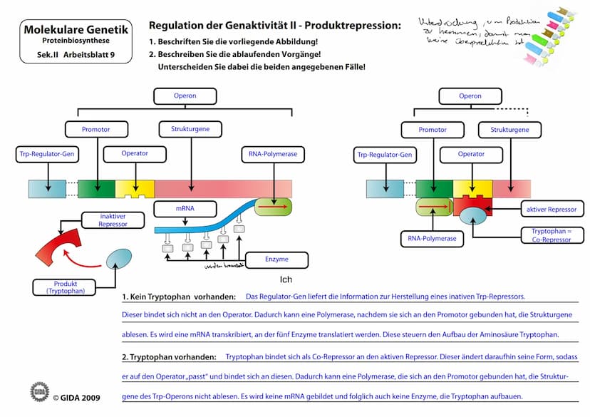 Molekulare Genetik
Proteinbiosynthese
Sek.II Arbeitsblatt 8
Lac-Regulator-Gen
produzies
Refresser
GIDA
Promotor
RNA-Polymerase
Substrat (Lak