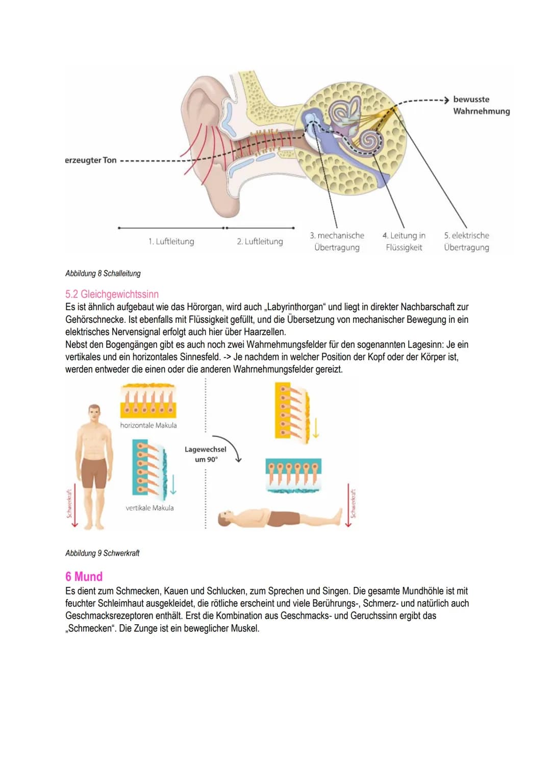 B.1
Schäfli Alisha Inhalt
1 Grundlagen
1.1 Bedeutung für den Menschen
1.2 Einflussfakoren
2 Anatomie/Physiologie der Haut.
2.1 Die Haut und 
