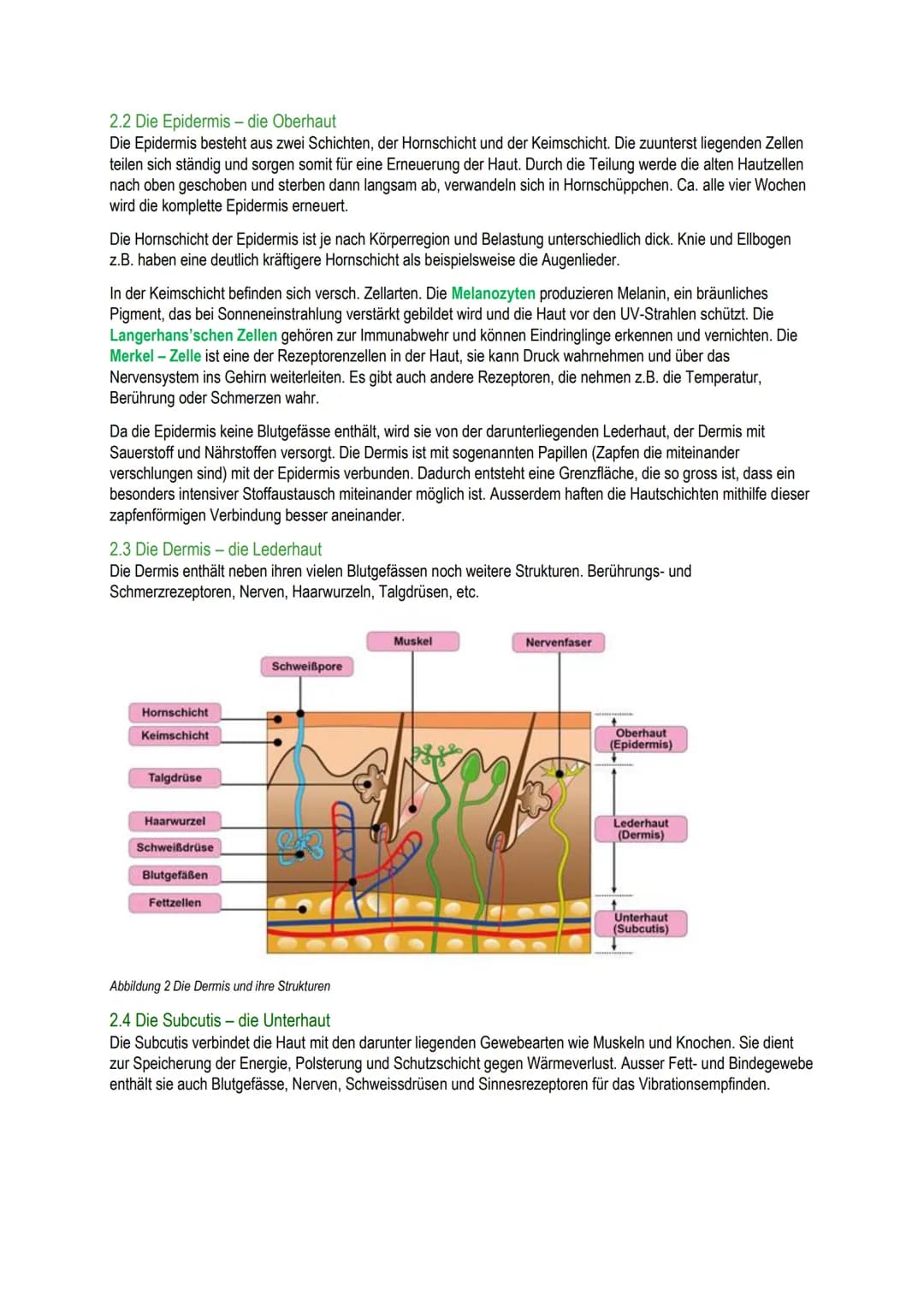 B.1
Schäfli Alisha Inhalt
1 Grundlagen
1.1 Bedeutung für den Menschen
1.2 Einflussfakoren
2 Anatomie/Physiologie der Haut.
2.1 Die Haut und 