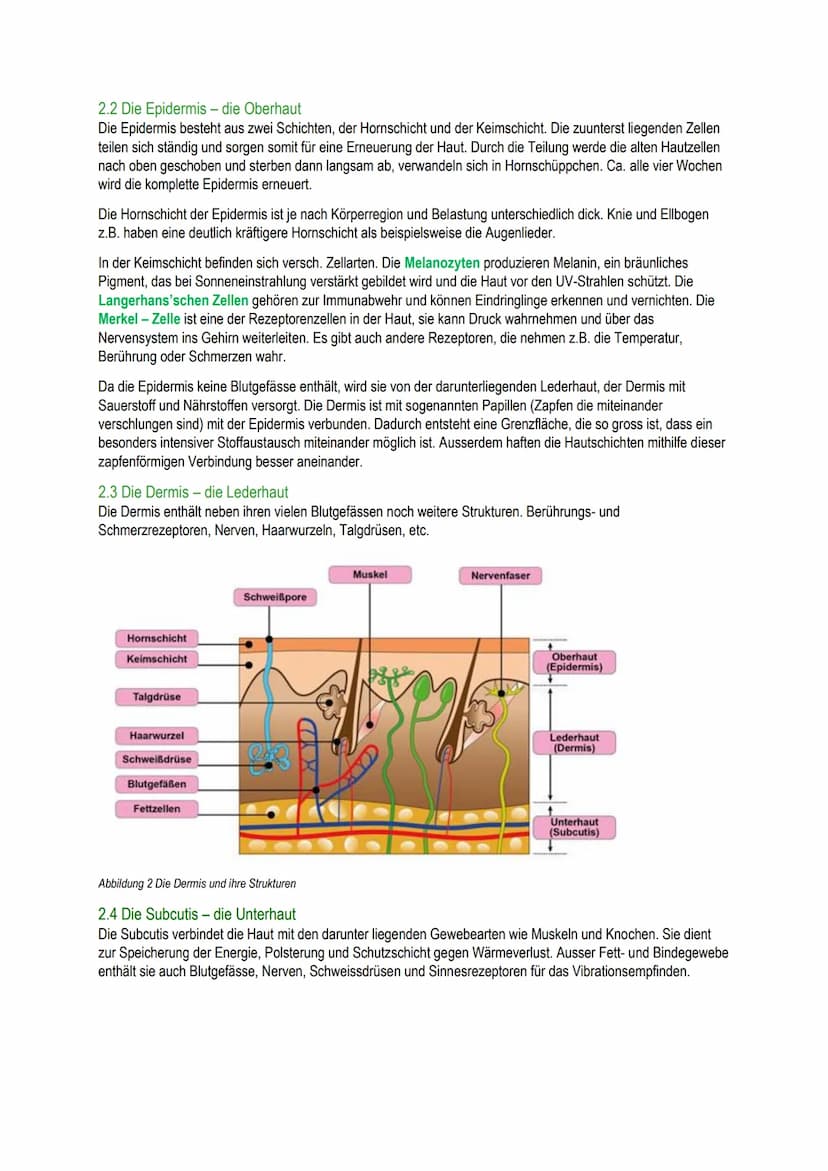 B.1
Schäfli Alisha Inhalt
1 Grundlagen
1.1 Bedeutung für den Menschen
1.2 Einflussfakoren
2 Anatomie/Physiologie der Haut.
2.1 Die Haut und 