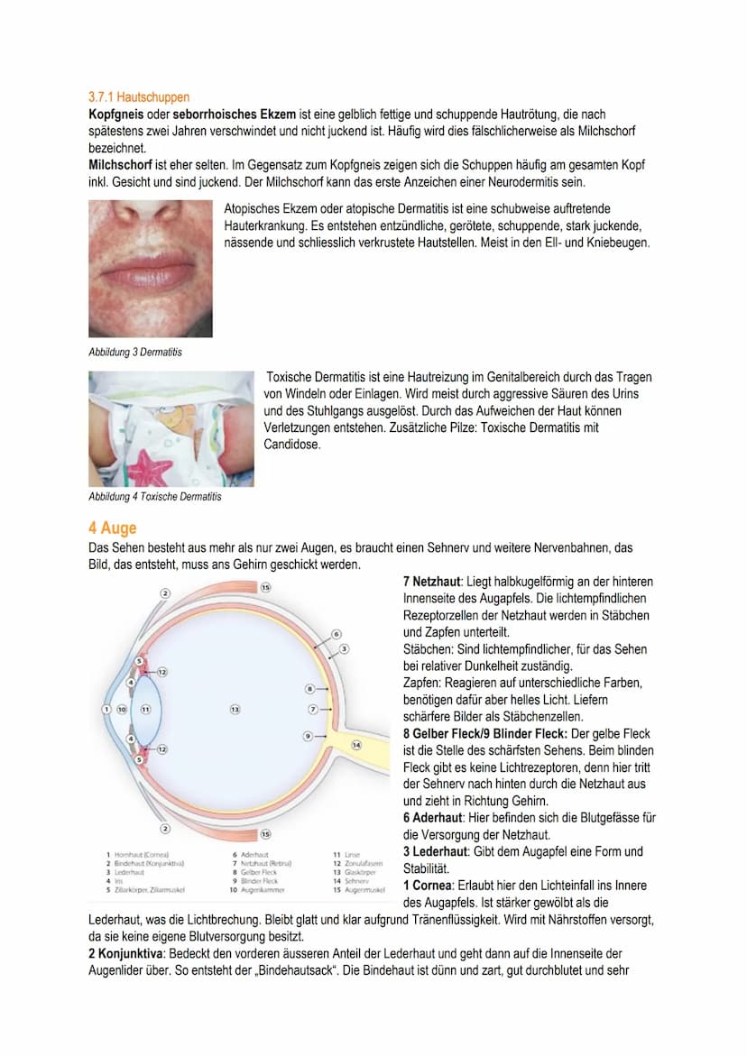 B.1
Schäfli Alisha Inhalt
1 Grundlagen
1.1 Bedeutung für den Menschen
1.2 Einflussfakoren
2 Anatomie/Physiologie der Haut.
2.1 Die Haut und 