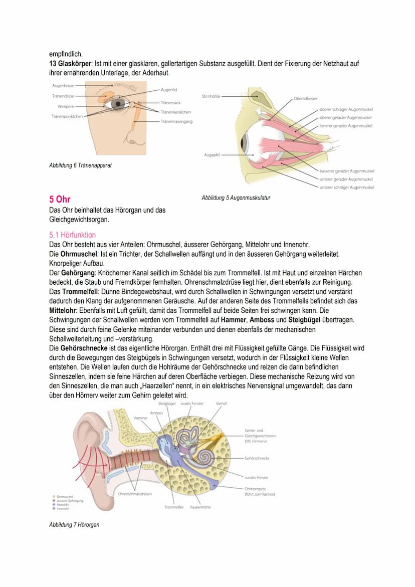 B.1
Schäfli Alisha Inhalt
1 Grundlagen
1.1 Bedeutung für den Menschen
1.2 Einflussfakoren
2 Anatomie/Physiologie der Haut.
2.1 Die Haut und 