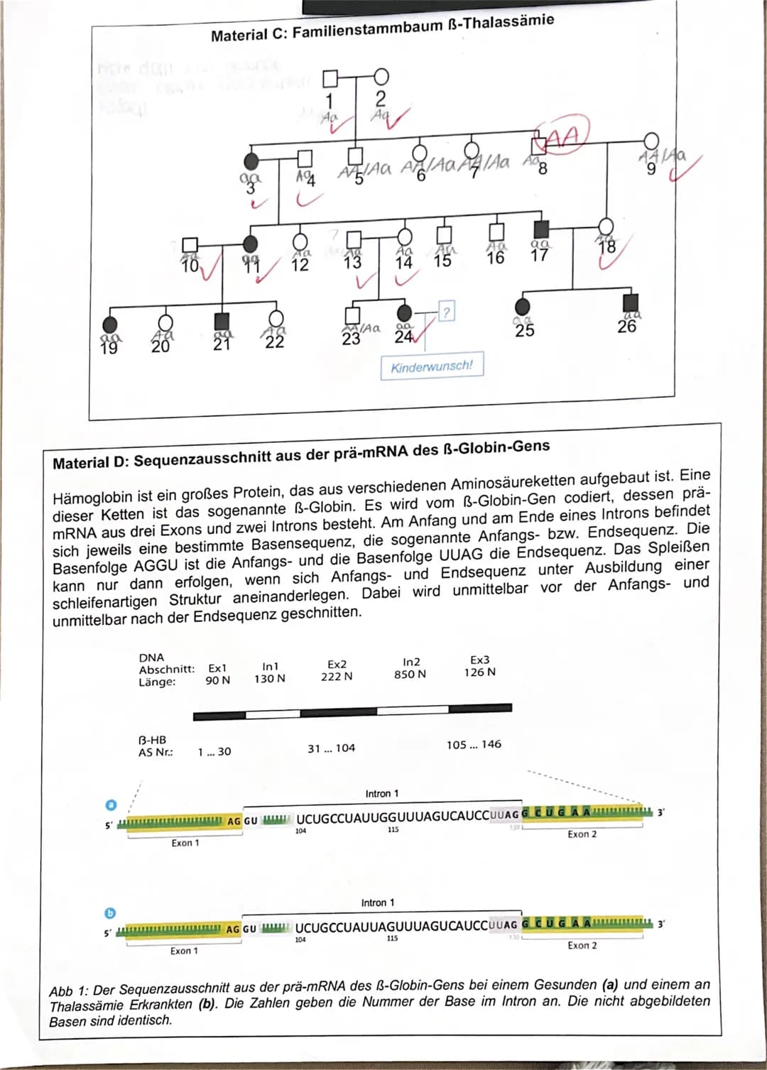 Bi1 - Q1 (Stz)
150 Minuten
II. Thalassämie - eine erblich bedingte Krankheit
1. Biologieklausur LK
- Genetik -
II.1 Erklären Sie, wie die Kr