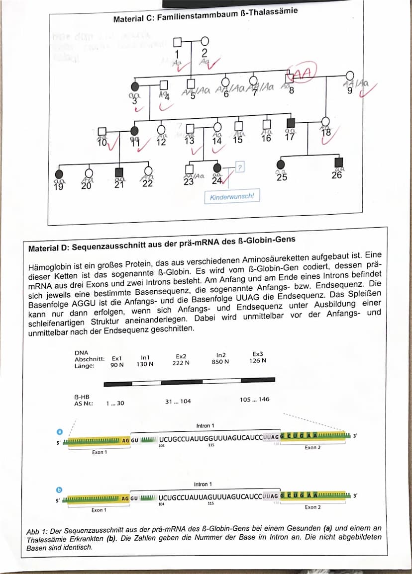 Bi1 - Q1 (Stz)
150 Minuten
II. Thalassämie - eine erblich bedingte Krankheit
1. Biologieklausur LK
- Genetik -
II.1 Erklären Sie, wie die Kr