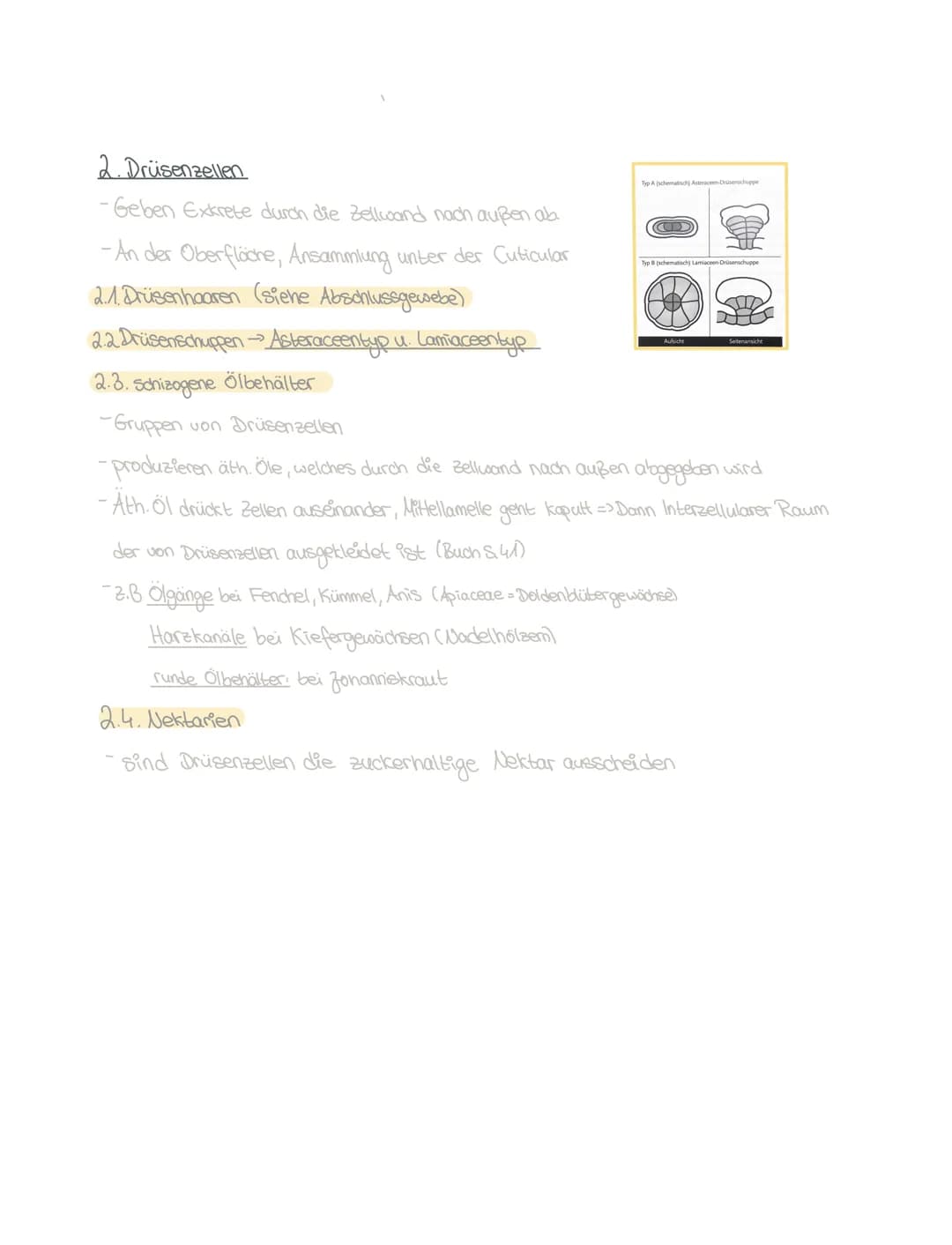 AUSSCHEIDUNS GEWERE
Def: Exkretionsgewebe sind Zellen oder Zellverbände, die Exkrete (Ausscheid-
ungsprodukte) bilden und dann in der Zelle 