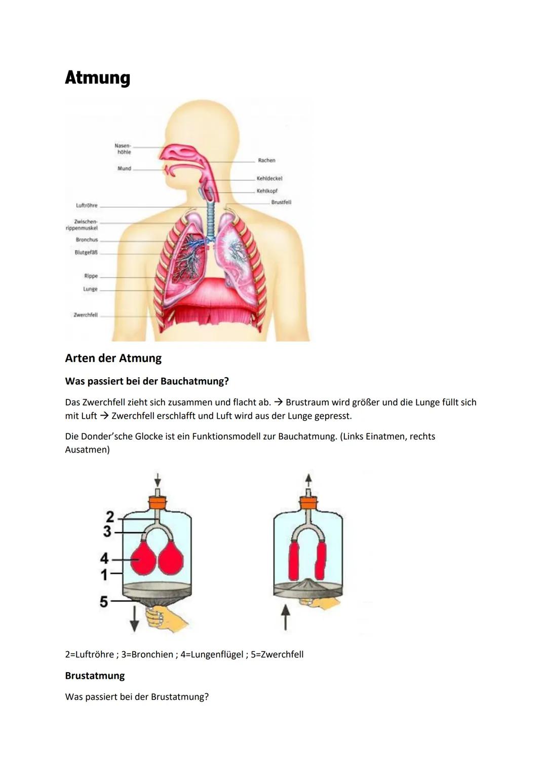 Atmung
Luftröhre
Zwischen
rippenmuskel
Bronchus
Blutgefas
Rippe
Lunge
Zwerchfell
Nasen-
höhle
2
4
1
5
Mund
Rachen
Kehldeckel
Kehlkopf
Arten 