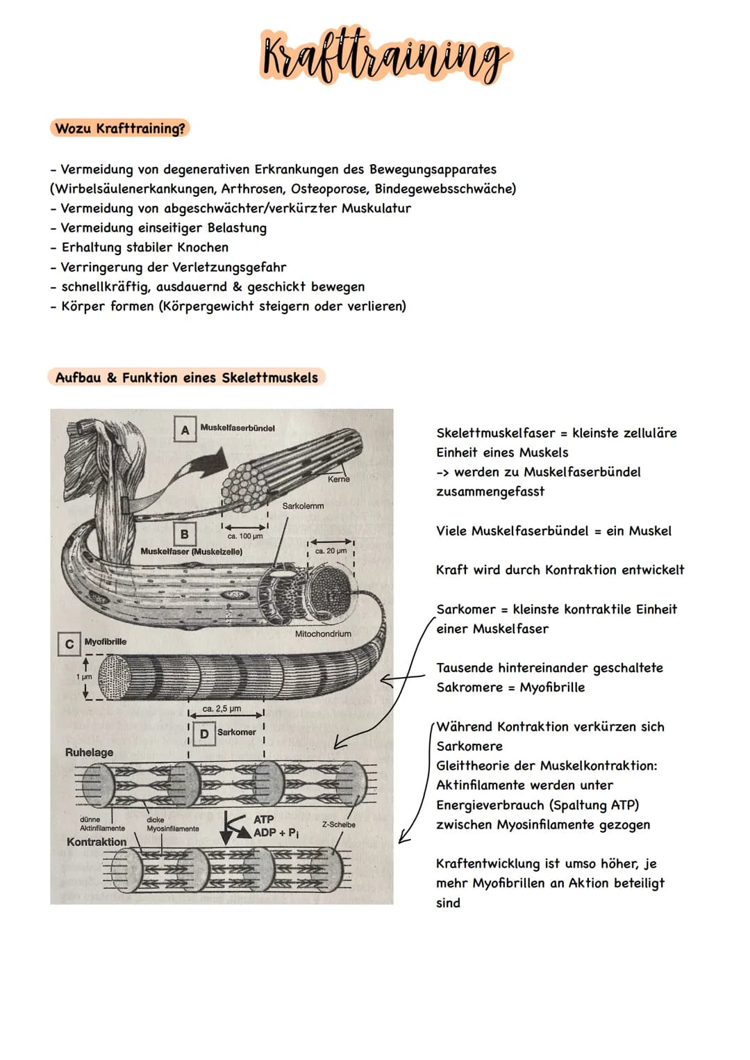 Krafttraining
Wozu Krafttraining?
- Vermeidung von degenerativen Erkrankungen des Bewegungsapparates
(Wirbelsäulenerkankungen, Arthrosen, Os
