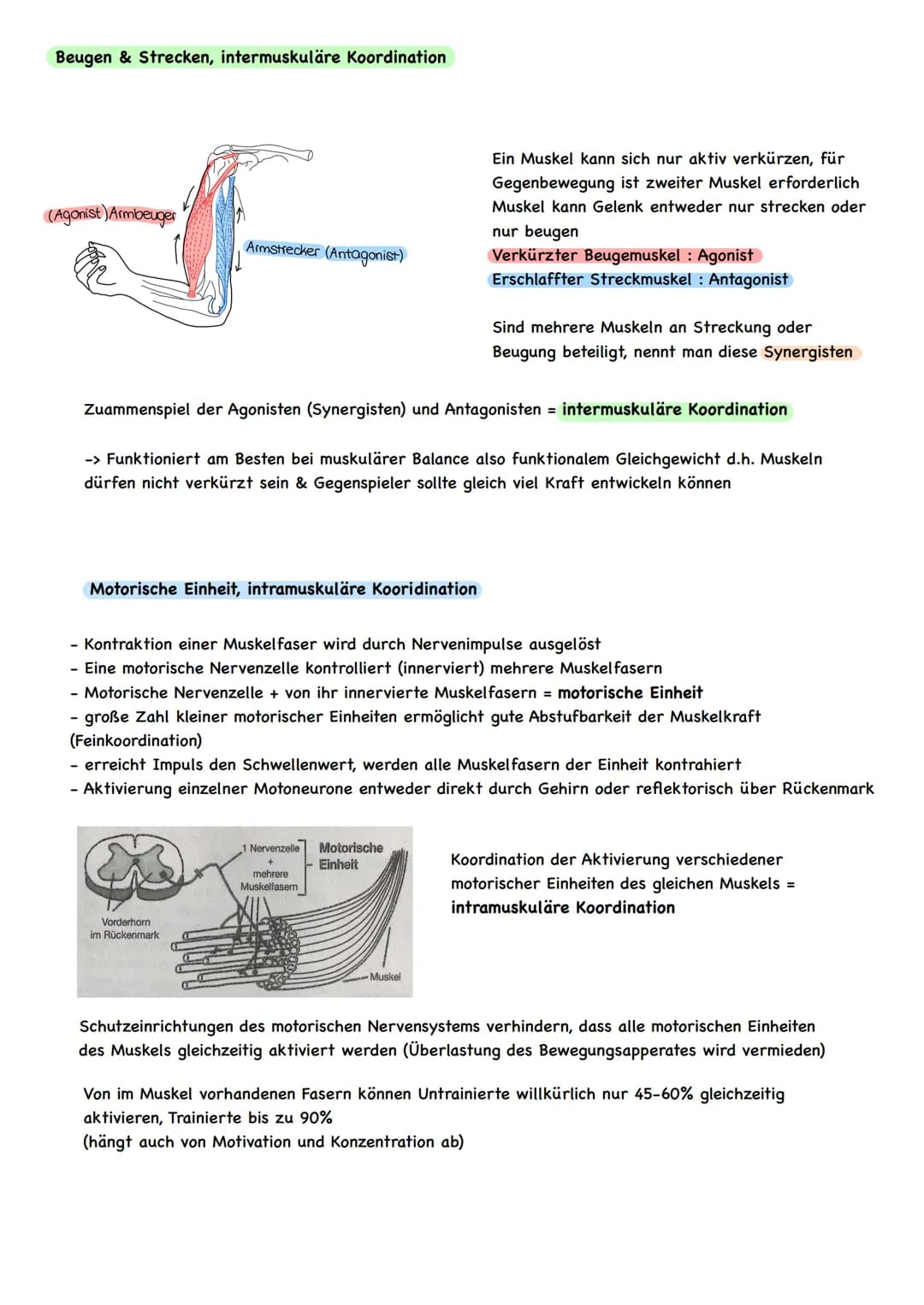 Krafttraining
Wozu Krafttraining?
- Vermeidung von degenerativen Erkrankungen des Bewegungsapparates
(Wirbelsäulenerkankungen, Arthrosen, Os