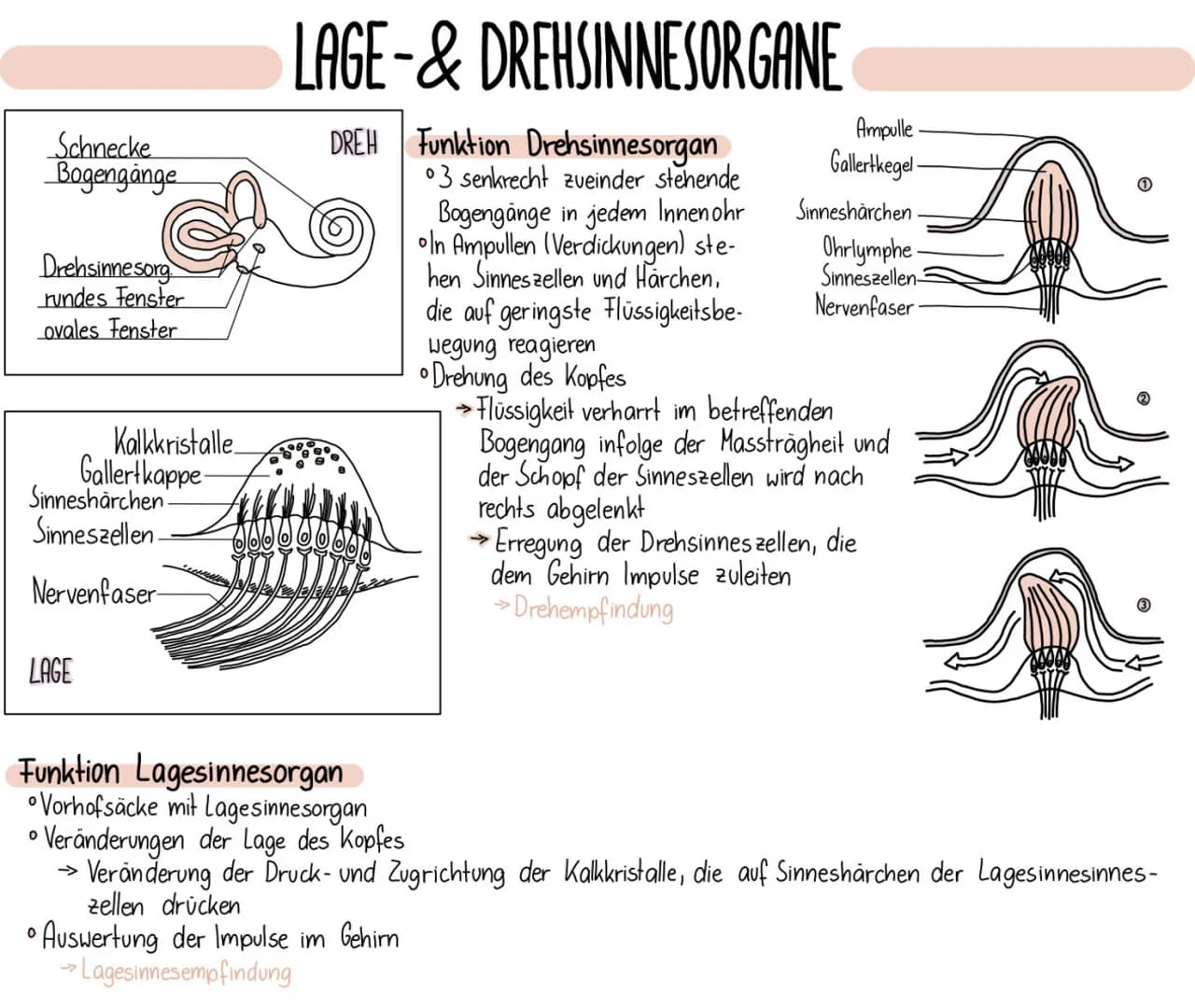 Schnecke
Bogengange
Drehsinnesorg
rundes Fenster
ovales Fenster
LAGE
0
Kalkkristalle
Sinneshärchen.
Sinneszellen-
Nervenfaser-
Gallertkappe
