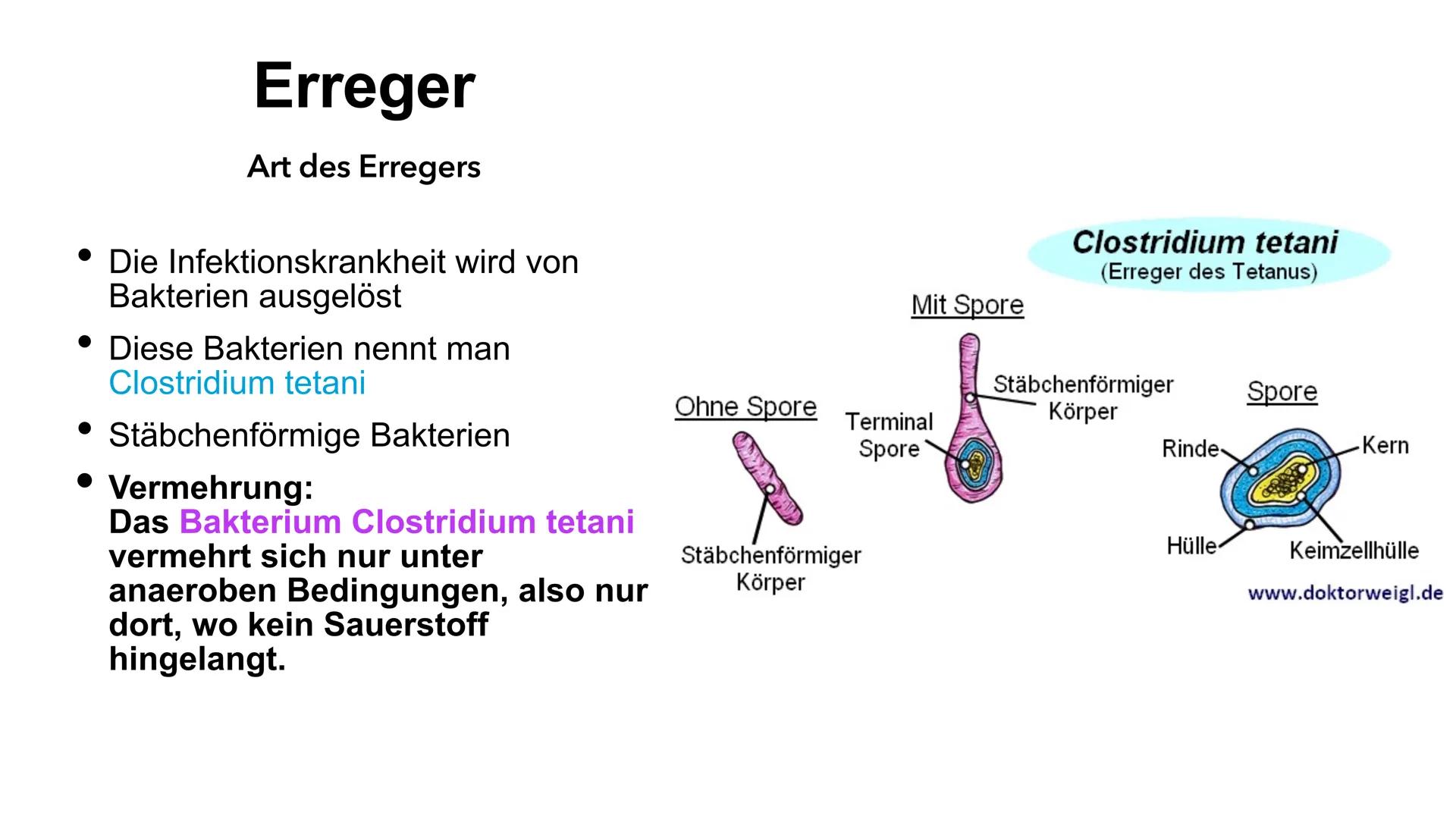 Tetanus
Wundstarrkampf
Amelie und Tasnim
JC
wiki How Erreger, Art des Erregers
• Übertragungswege/Ansteckung
●
●
●
Wirkung des Tetanus-Toxin