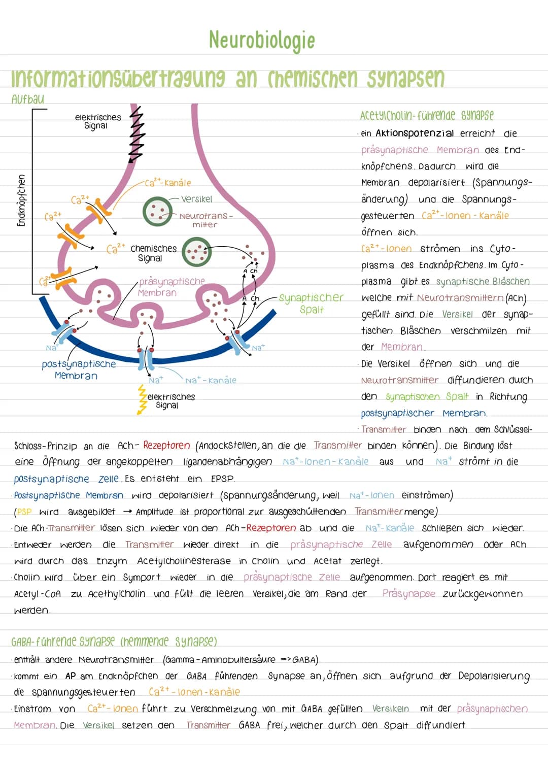 Aktionspotenzial
Das AP ist eine vorübergehende Abweichung des Membranpotenzials einer Zelle vom Ruhepotenzial. Es ist ein
Nervenimpuls der 