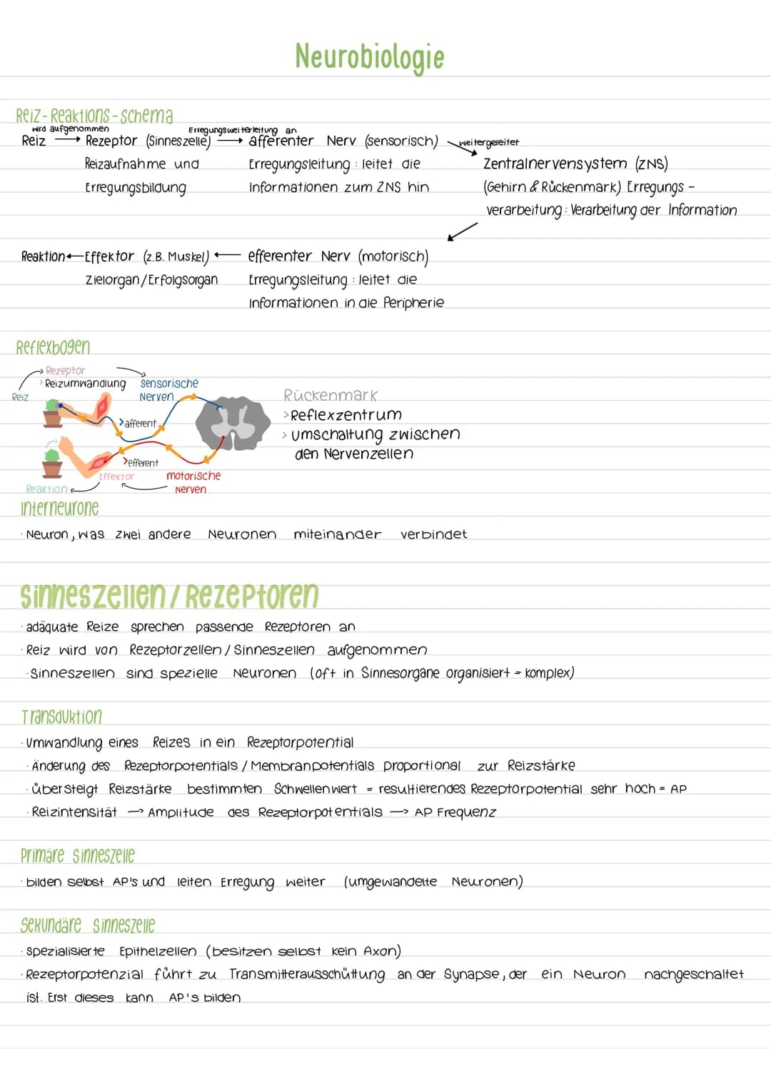 Aktionspotenzial
Das AP ist eine vorübergehende Abweichung des Membranpotenzials einer Zelle vom Ruhepotenzial. Es ist ein
Nervenimpuls der 