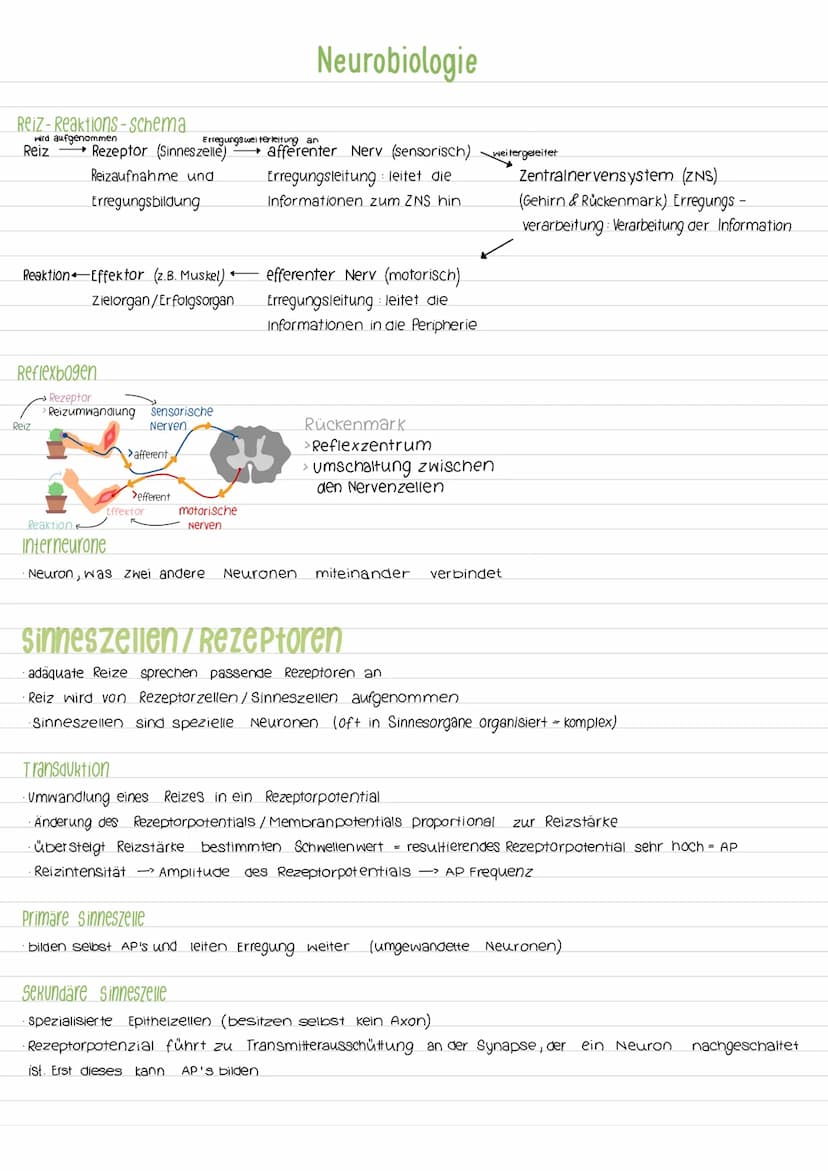Aktionspotenzial
Das AP ist eine vorübergehende Abweichung des Membranpotenzials einer Zelle vom Ruhepotenzial. Es ist ein
Nervenimpuls der 