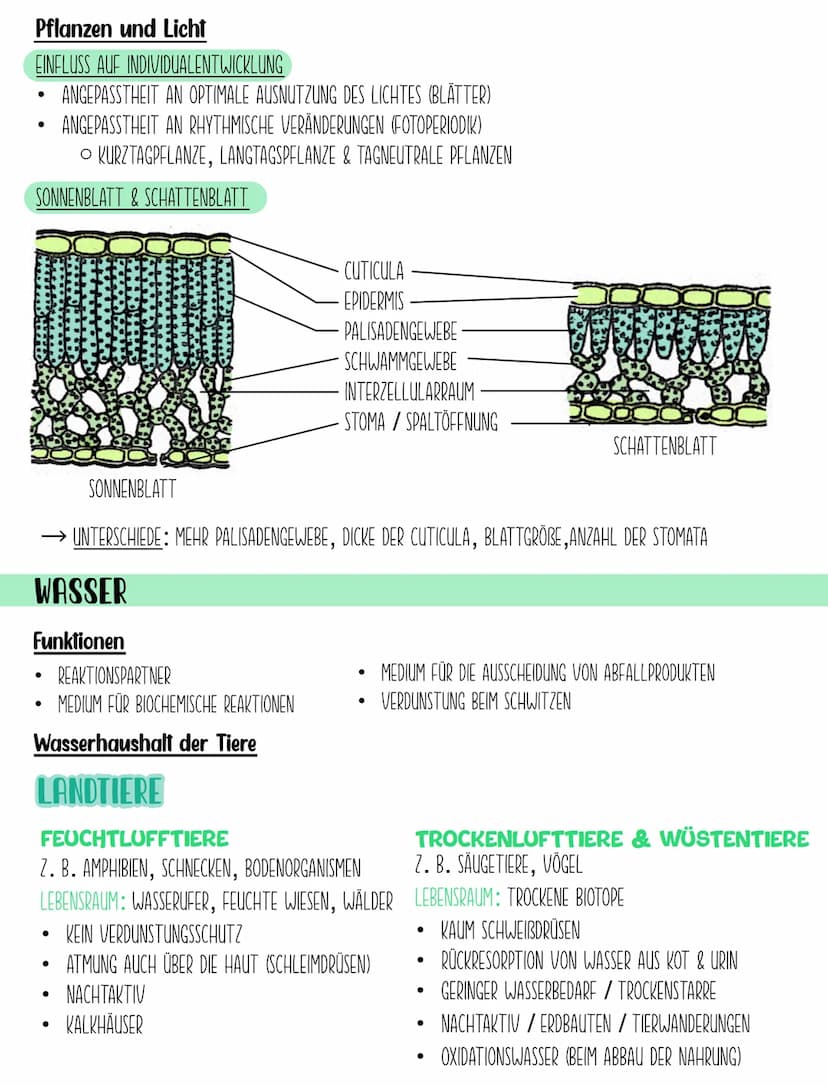1. BIOSPHÄRE
BIOLOGIE Q2.2
Ökologie-Hierarchie
GESAMTHEIT ALLER ÖKOSYSTEME
2. ÖKOSYSTEM
BIOTOP+ BIOZONOSE
EIN BINOMISCHES SYSTEM DAS ALLE OR