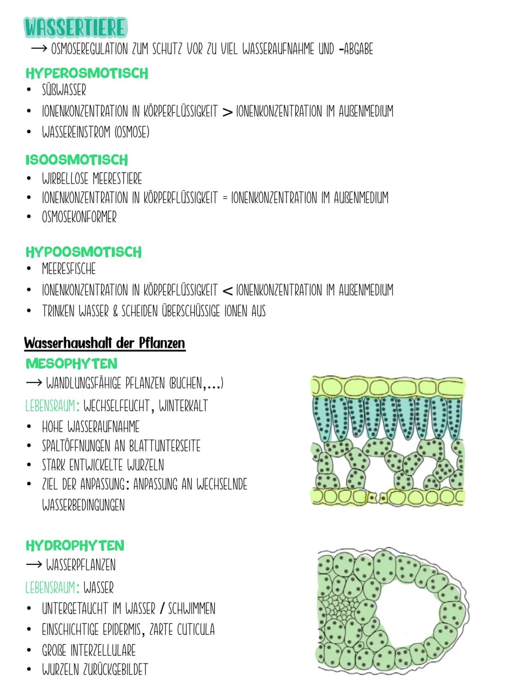 1. BIOSPHÄRE
BIOLOGIE Q2.2
Ökologie-Hierarchie
GESAMTHEIT ALLER ÖKOSYSTEME
2. ÖKOSYSTEM
BIOTOP+ BIOZONOSE
EIN BINOMISCHES SYSTEM DAS ALLE OR