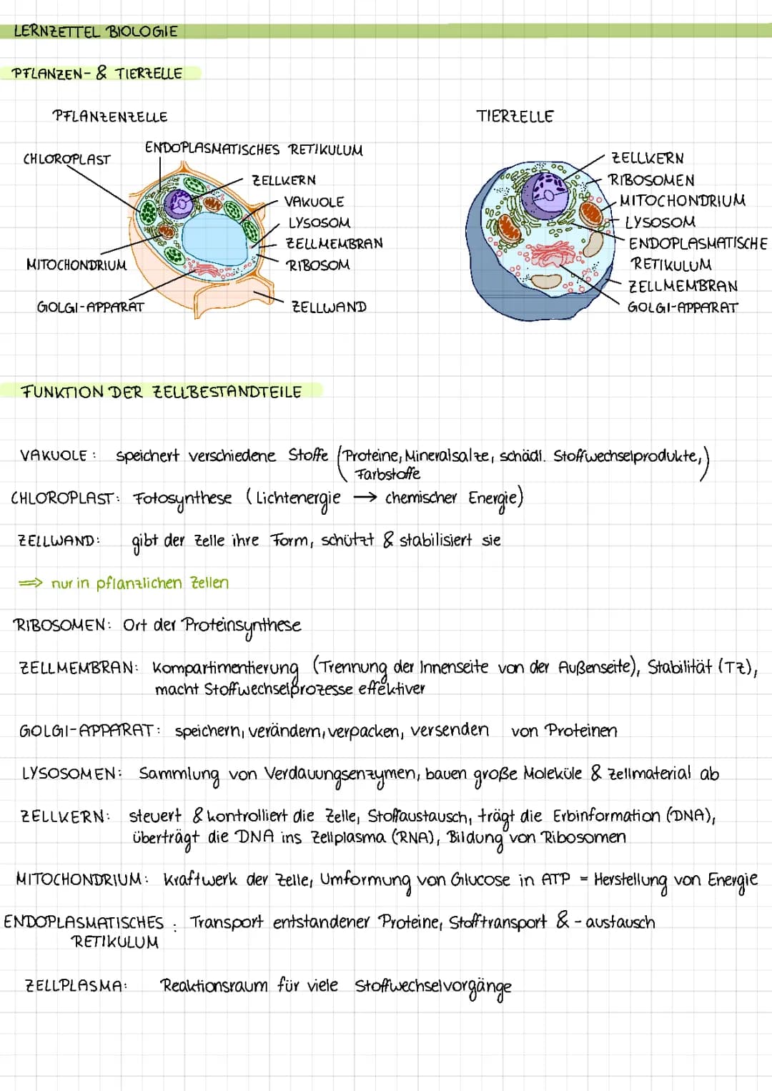 Pflanzen- und Tierzelle mit Funktion der Zellorganellen