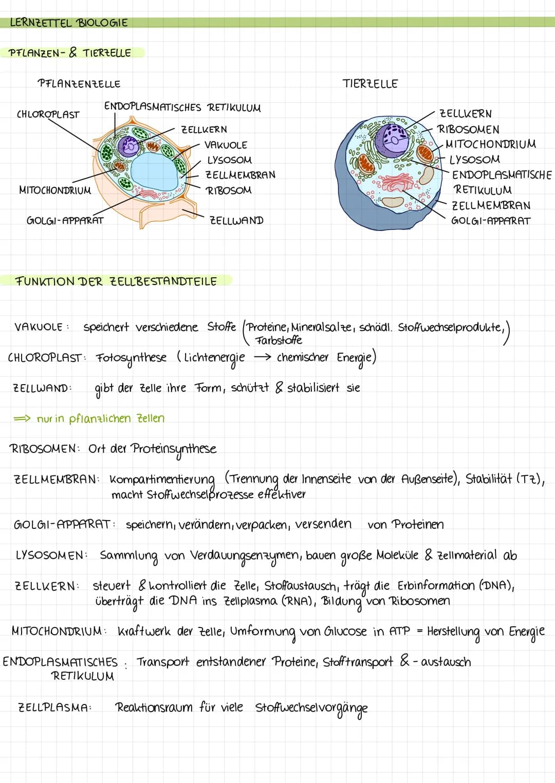 LERNZETTEL BIOLOGIE
PFLANZEN- & TIERZELLE
PFLANZENZELLE
CHLOROPLAST
MITOCHONDRIUM
ENDOPLASMATISCHES RETIKULUM
GOLGI-APPARAT
CW
ZELLKERN
VAKU