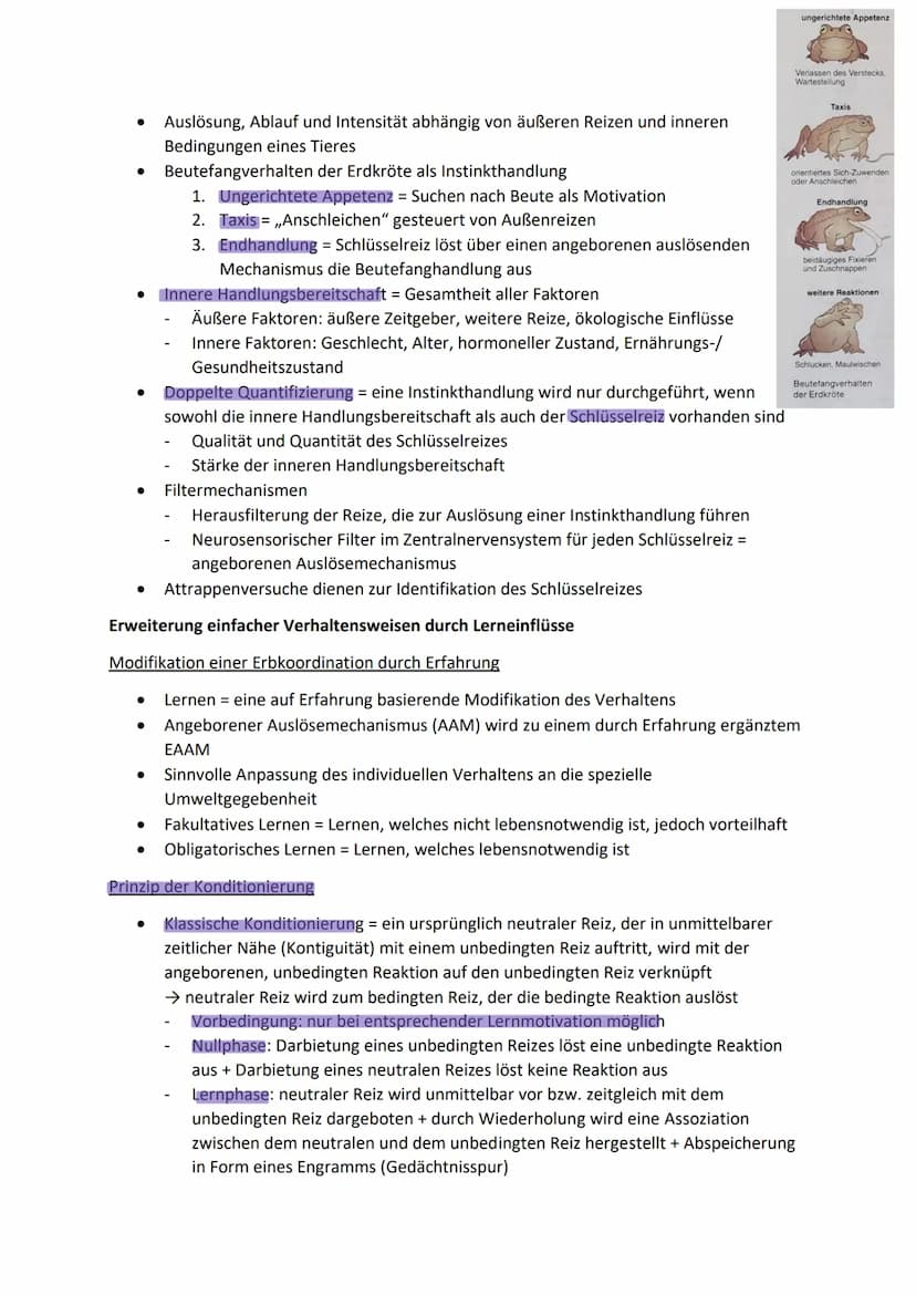 12.3 Verhaltensbiologie
Vollständig und überwiegend genetisch bedingte Verhaltensweisen
Angeboren oder erlernt?
● Individuelle Verhaltenswei
