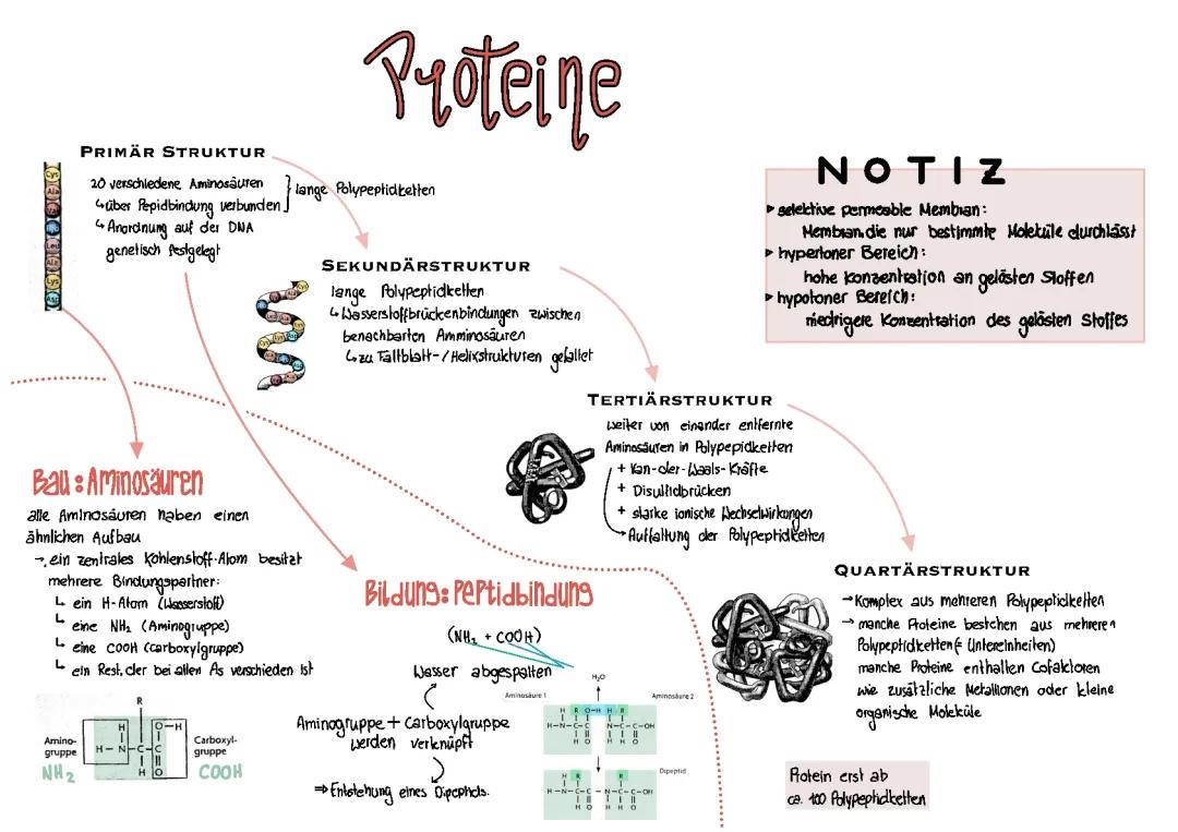 Biomembran / Proteine