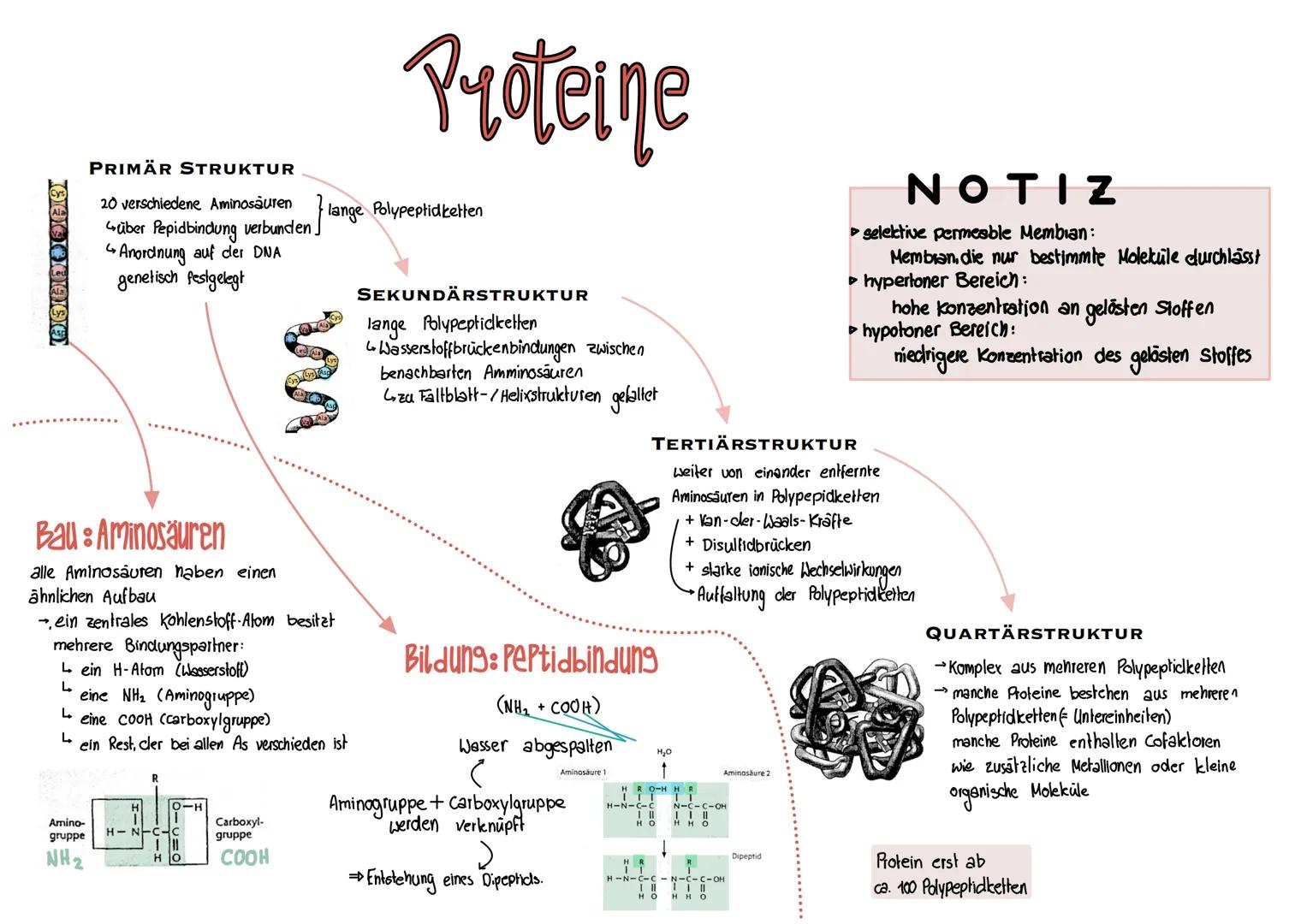 60000000
Amino-
gruppe
NH₂
PRIMÄR STRUKTUR
20 verschiedene Aminosäuren lange Polypeptidketten
über Pepidbindung verbunden.
Anordnung auf der