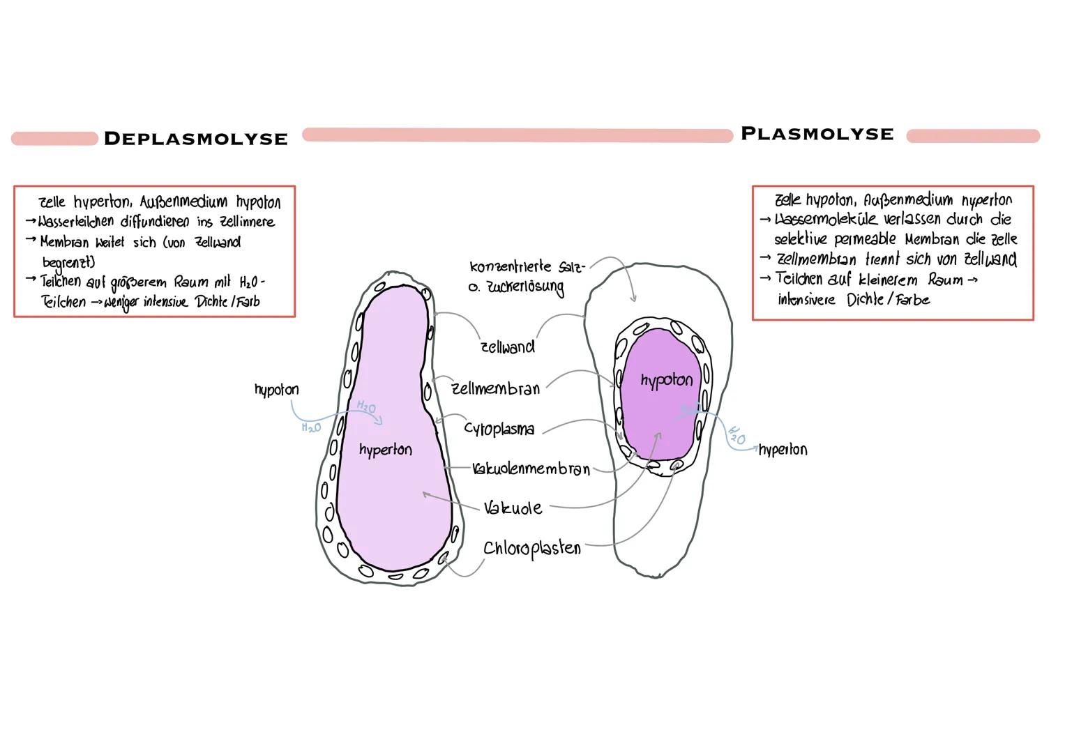 60000000
Amino-
gruppe
NH₂
PRIMÄR STRUKTUR
20 verschiedene Aminosäuren lange Polypeptidketten
über Pepidbindung verbunden.
Anordnung auf der