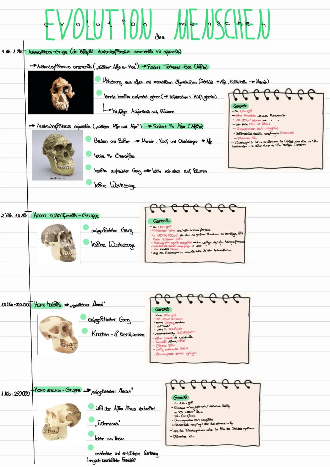 Evolution des Menschen 