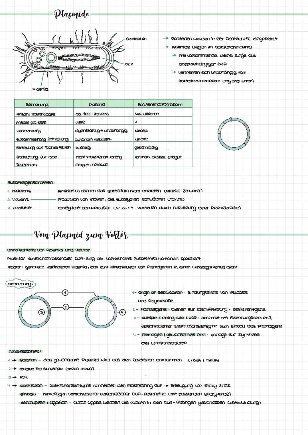 Plasmide, Plasmidverktoren + Beispiel Somatostatin