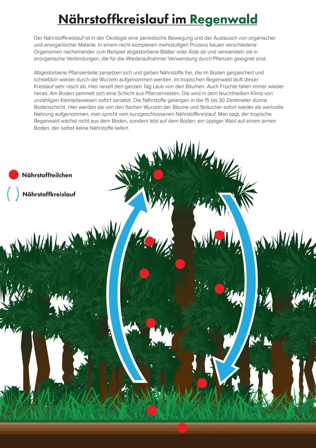 Der Tropische Regenwald
und seine agrarische Nutzung
3! Verbreitung tropischer Regenwälder
Nördlicher WK
Äquator
Südlicher WK
Vorkommen und 