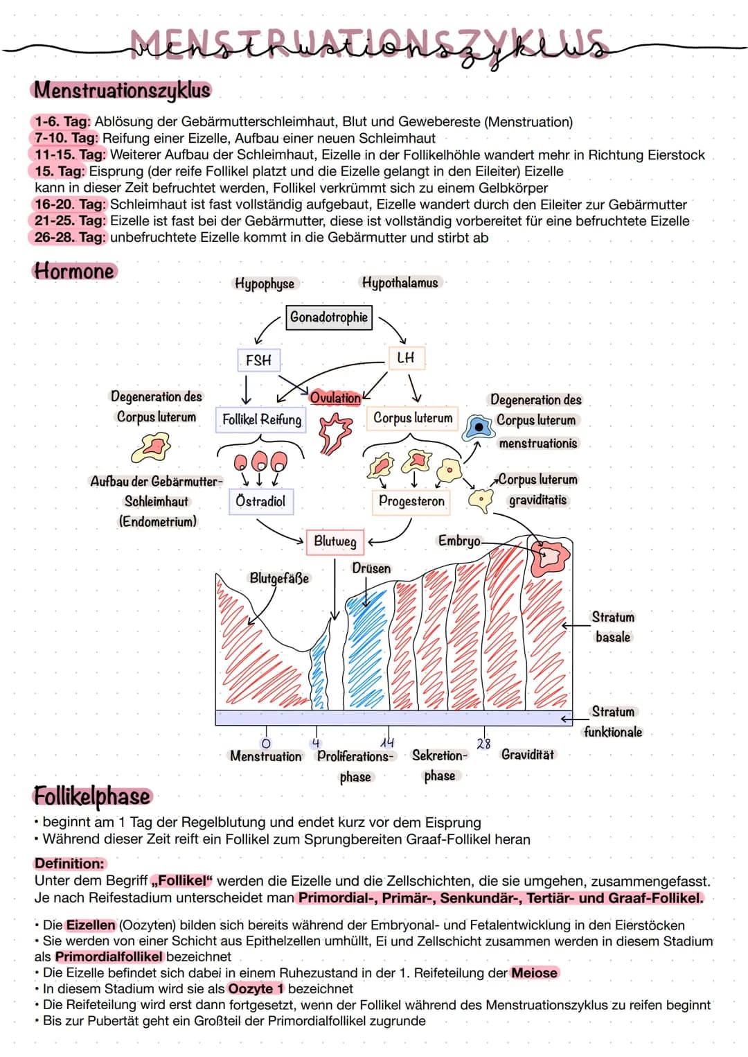 MENSTRUATIONszykius
Menstruationszyklus
1-6. Tag: Ablösung der Gebärmutterschleimhaut, Blut und Gewebereste (Menstruation)
7-10. Tag: Reifun