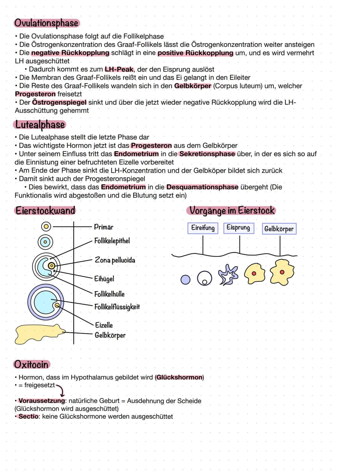 MENSTRUATIONszykius
Menstruationszyklus
1-6. Tag: Ablösung der Gebärmutterschleimhaut, Blut und Gewebereste (Menstruation)
7-10. Tag: Reifun