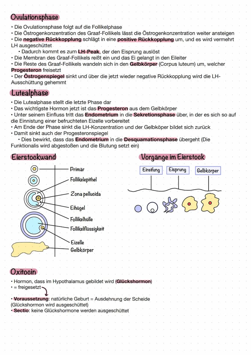 MENSTRUATIONszykius
Menstruationszyklus
1-6. Tag: Ablösung der Gebärmutterschleimhaut, Blut und Gewebereste (Menstruation)
7-10. Tag: Reifun