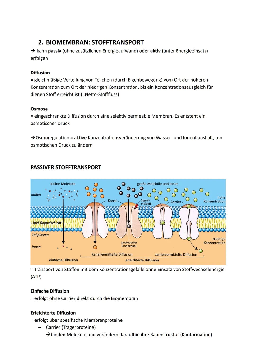 Zellen, Gewebe und Organe
UND DEREN FUNKTIONSBEZOGENE DIFFERENZIERUNG
Atome u. Moleküle Zellen u. Gewebe Organismus
Organellen
(Kompartiment