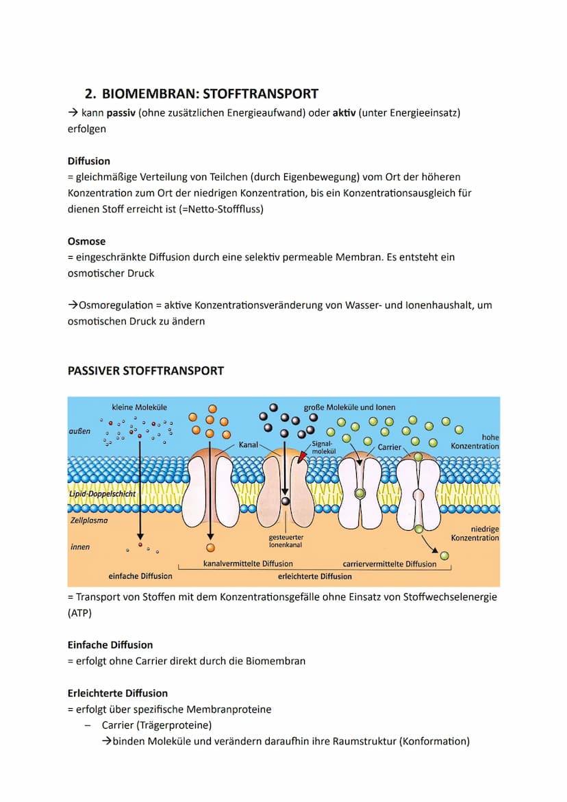 Zellen, Gewebe und Organe
UND DEREN FUNKTIONSBEZOGENE DIFFERENZIERUNG
Atome u. Moleküle Zellen u. Gewebe Organismus
Organellen
(Kompartiment