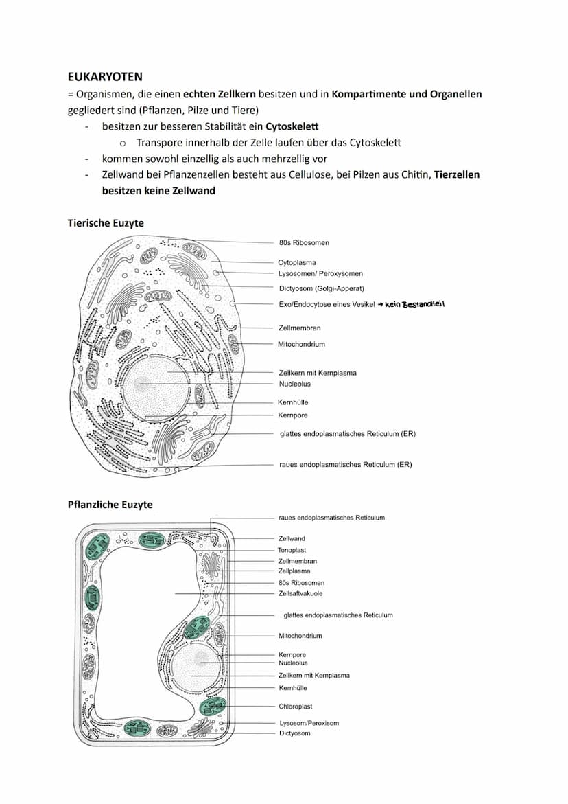 Zellen, Gewebe und Organe
UND DEREN FUNKTIONSBEZOGENE DIFFERENZIERUNG
Atome u. Moleküle Zellen u. Gewebe Organismus
Organellen
(Kompartiment