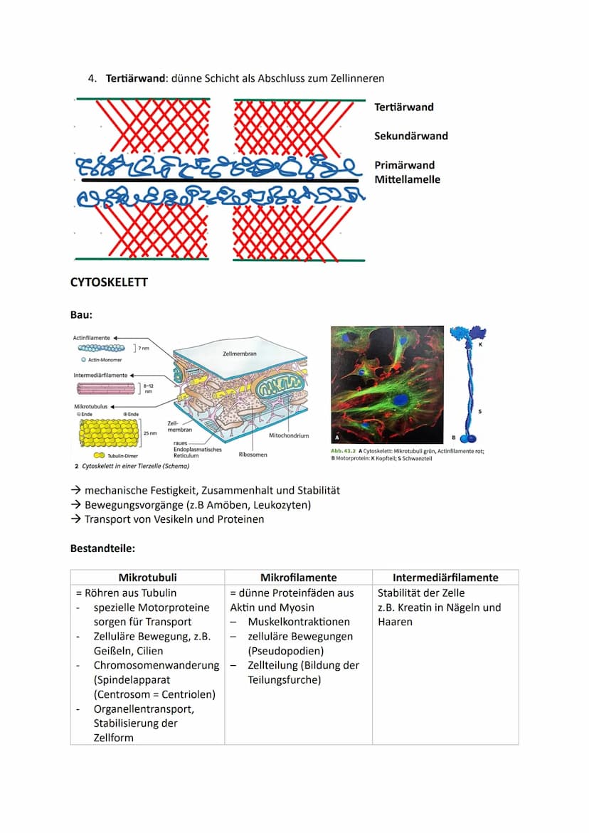 Zellen, Gewebe und Organe
UND DEREN FUNKTIONSBEZOGENE DIFFERENZIERUNG
Atome u. Moleküle Zellen u. Gewebe Organismus
Organellen
(Kompartiment